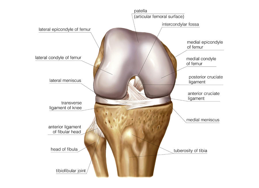 Knee Joint Photograph By Asklepios Medical Atlas Pixels