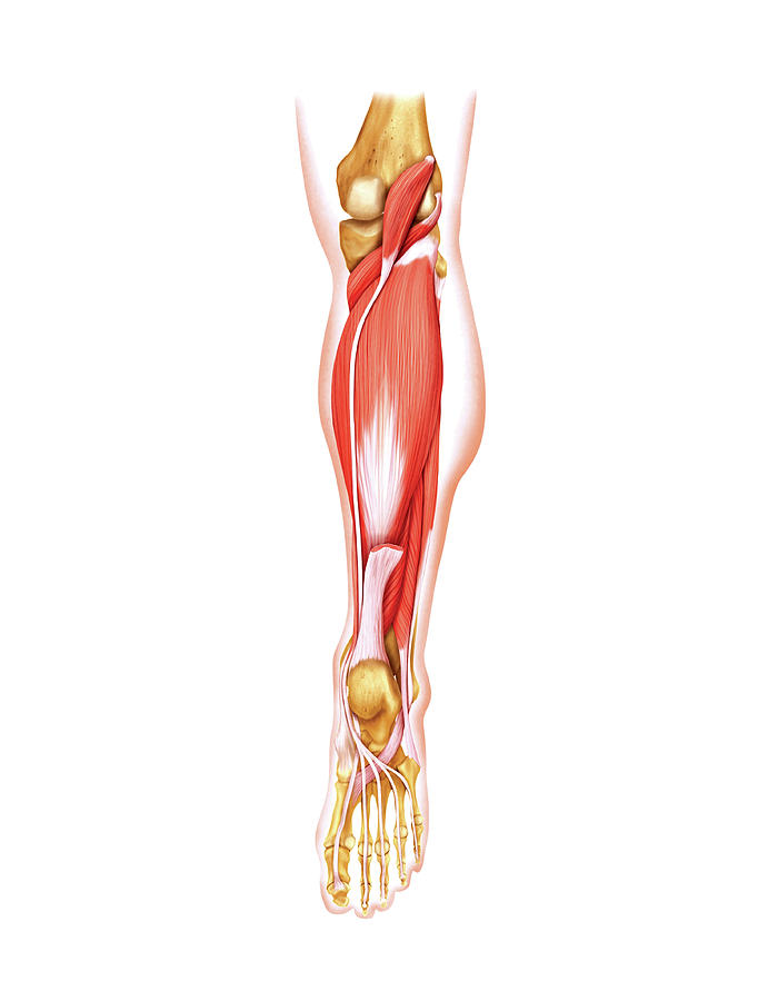 Muscles Of The Leg And Foot Photograph By Asklepios Medical Atlas