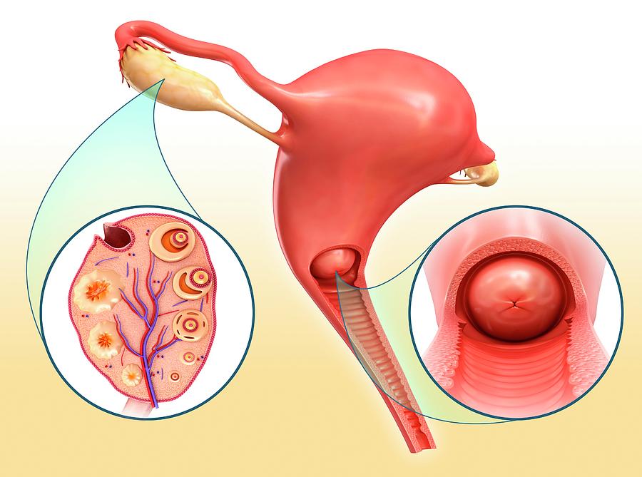 Female Reproductive System Photograph By Pixologicstudio Science Photo