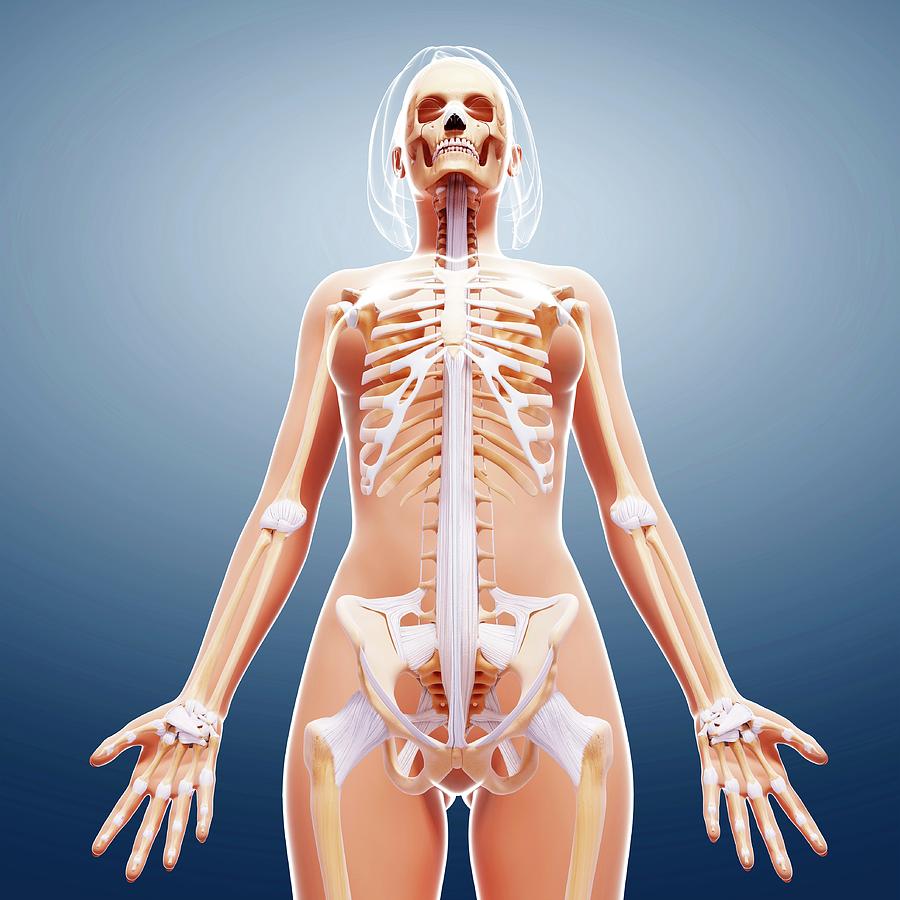 Скелет женщины со спины