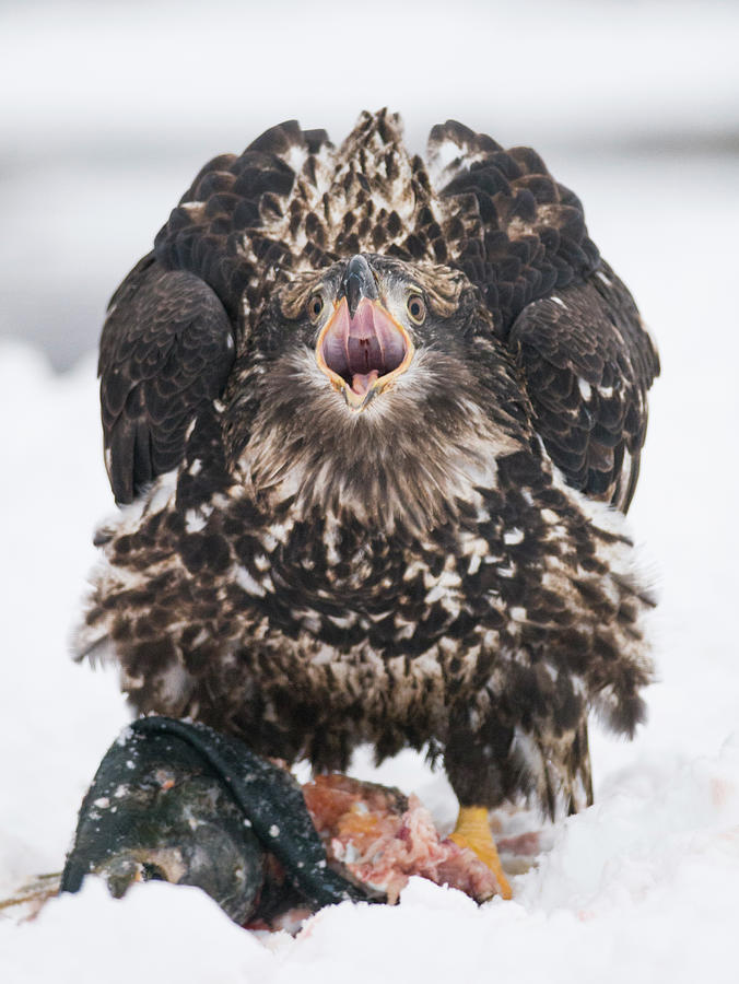 Bald Eagle Haliaeetus Leucocephalus Photograph By Josh Miller Fine