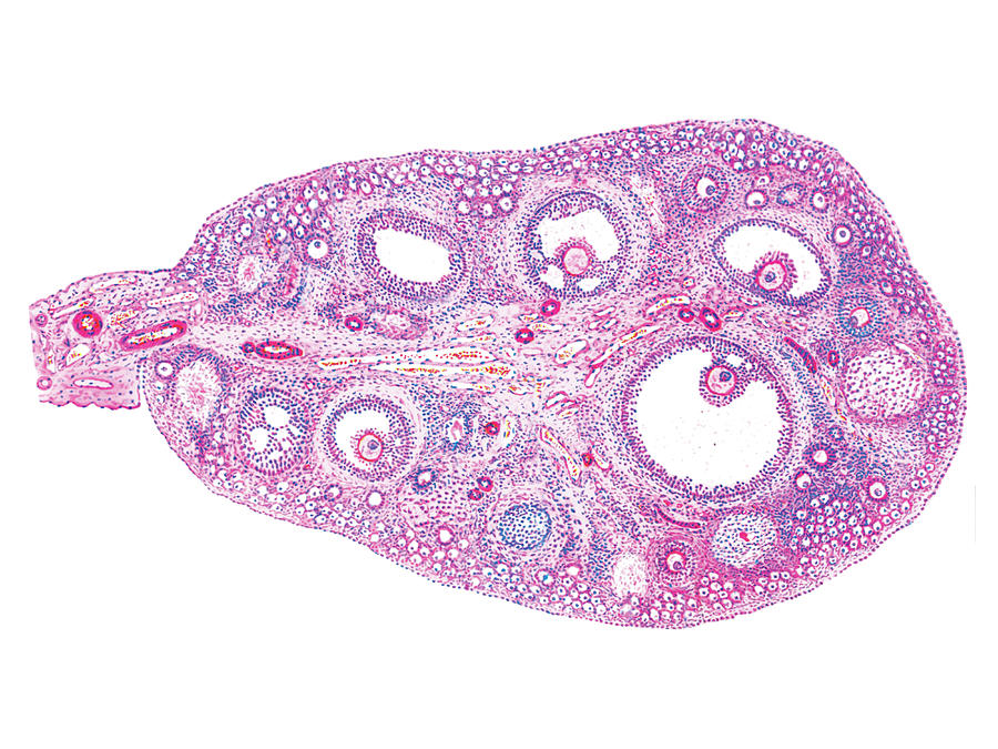 Female Genital System Photograph By Asklepios Medical Atlas Fine Art