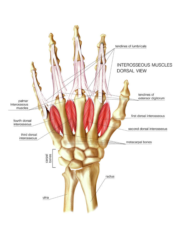 Muscles Of The Hand Photograph By Asklepios Medical Atlas The