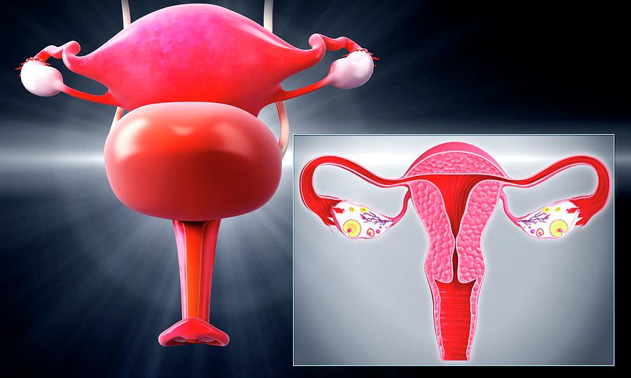 Female Reproductive System Photograph By Pixologicstudio Science Photo