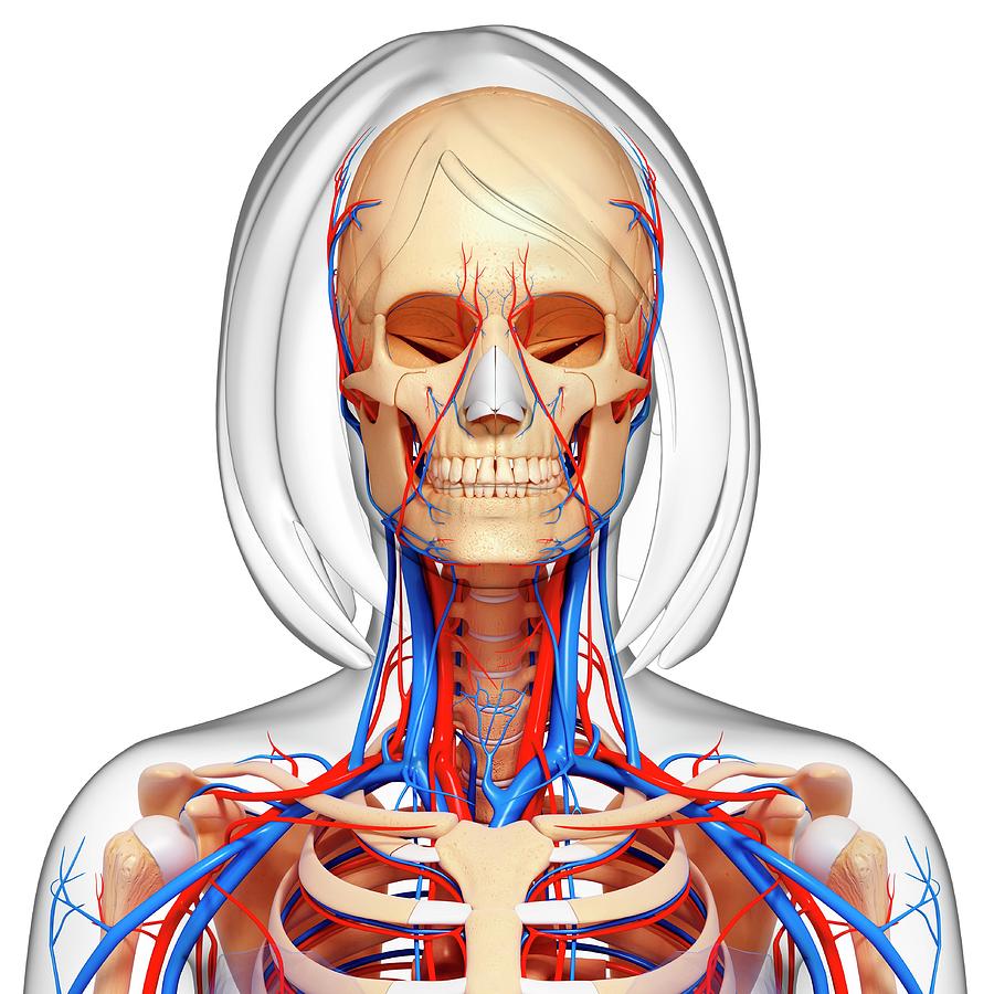 Female Anatomy 1171 By Pixologicstudio Science Photo Library