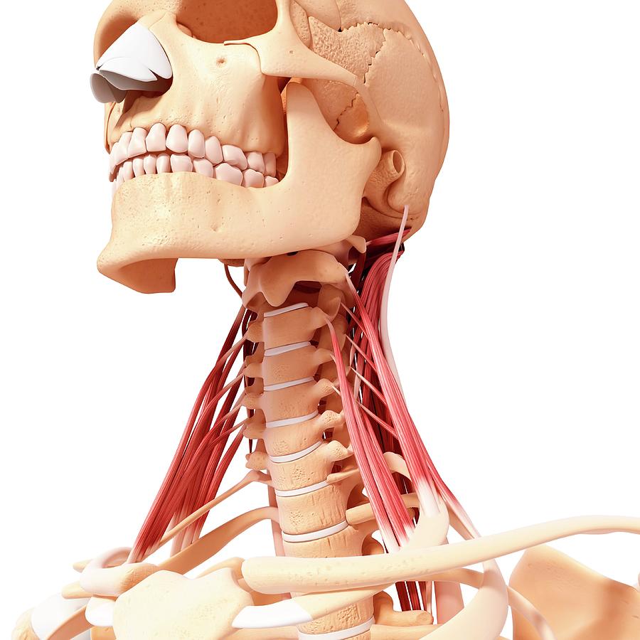 Скелет шеи человека фото