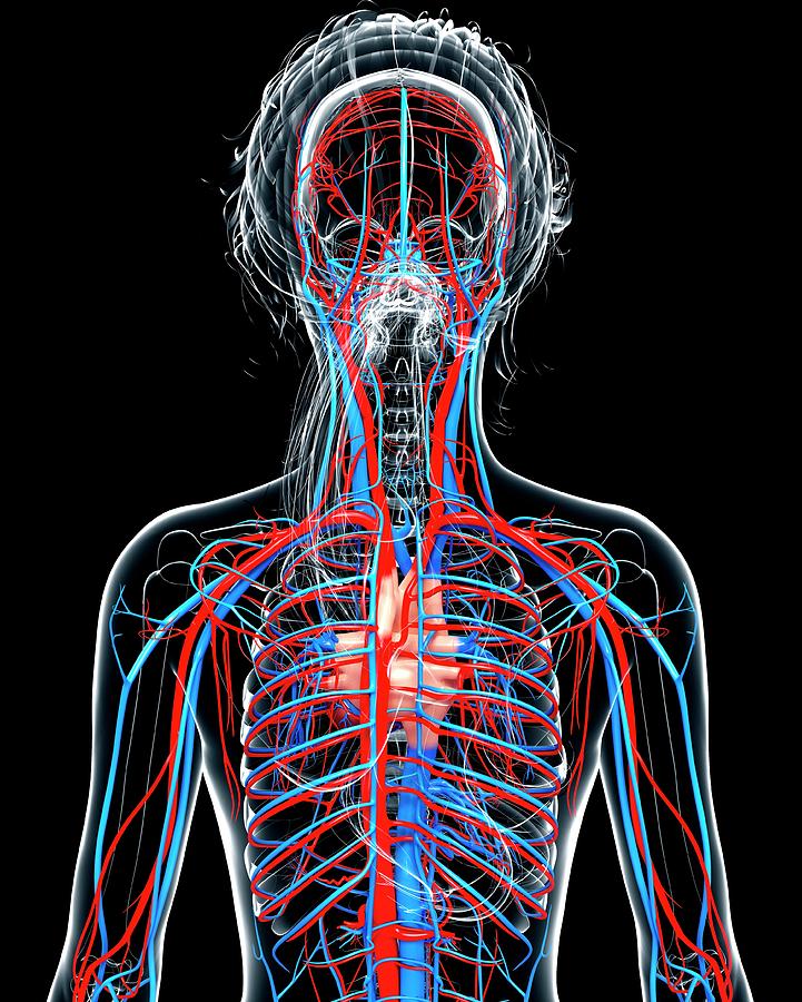 Female Cardiovascular System Photograph By Pixologicstudio Science