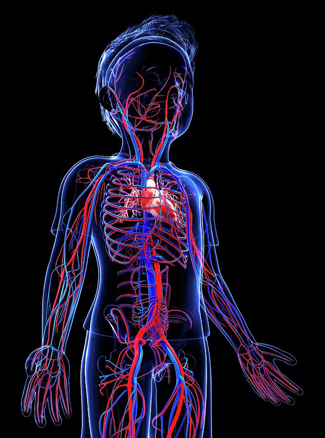 Human Cardiovascular System Photograph By Pixologicstudio