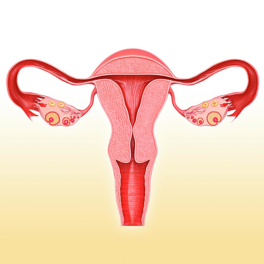 Female Reproductive System Photograph By Pixologicstudio Science Photo