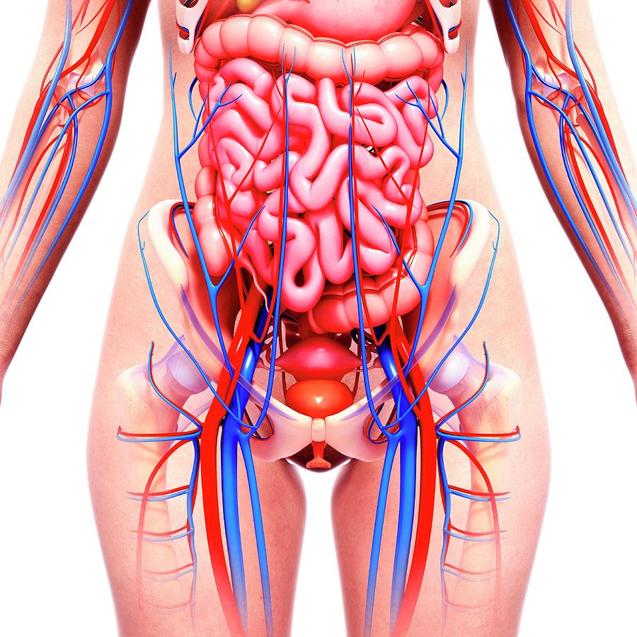 анатомия фото органов
