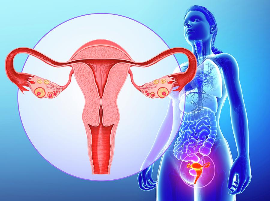 Female Reproductive System Photograph By Pixologicstudio Science Photo
