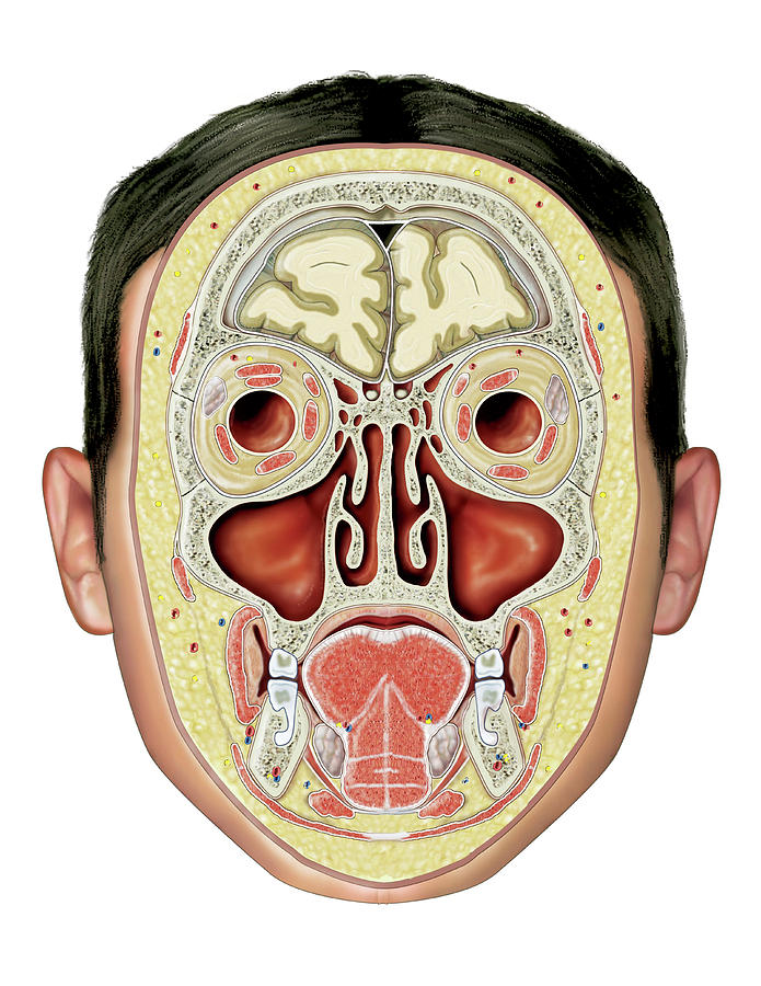 Paranasal Sinuses Photograph By Asklepios Medical Atlas The Hot Sex