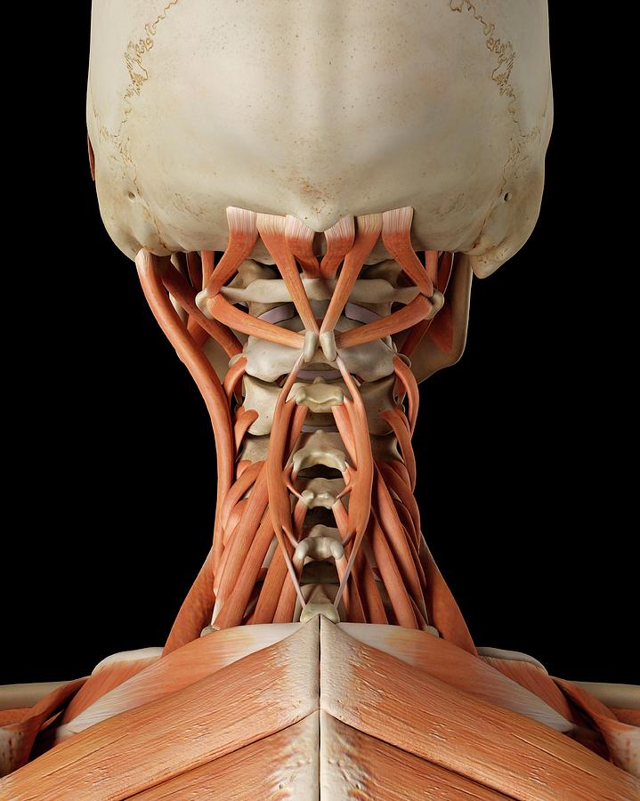 Human Neck Muscles Photograph By Sciepro