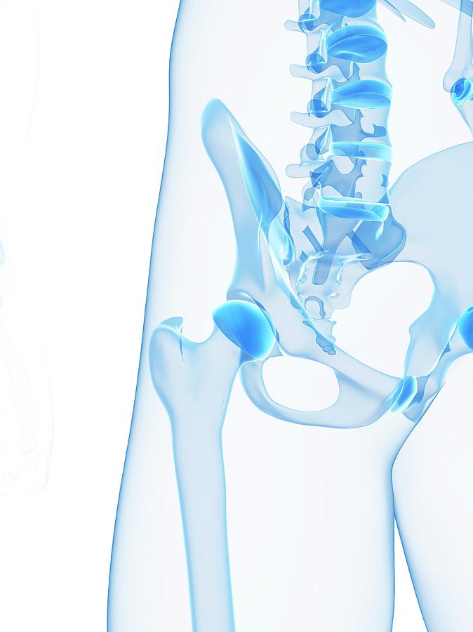 Male Pelvis Bones Photograph By Sciepro Science Photo Library Fine