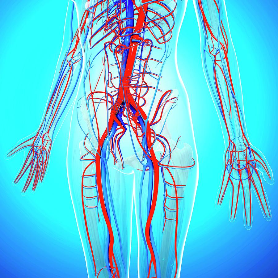 Human Cardiovascular System Photograph By Pixologicstudio Science Photo