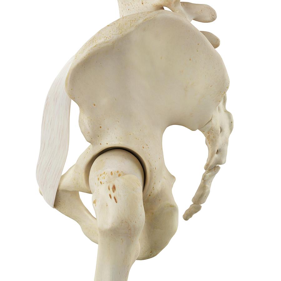 Human Pelvis Bones Photograph By Sciepro Fine Art America