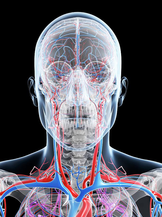 Male Vascular System Photograph By Sciepro Science Photo Library Pixels