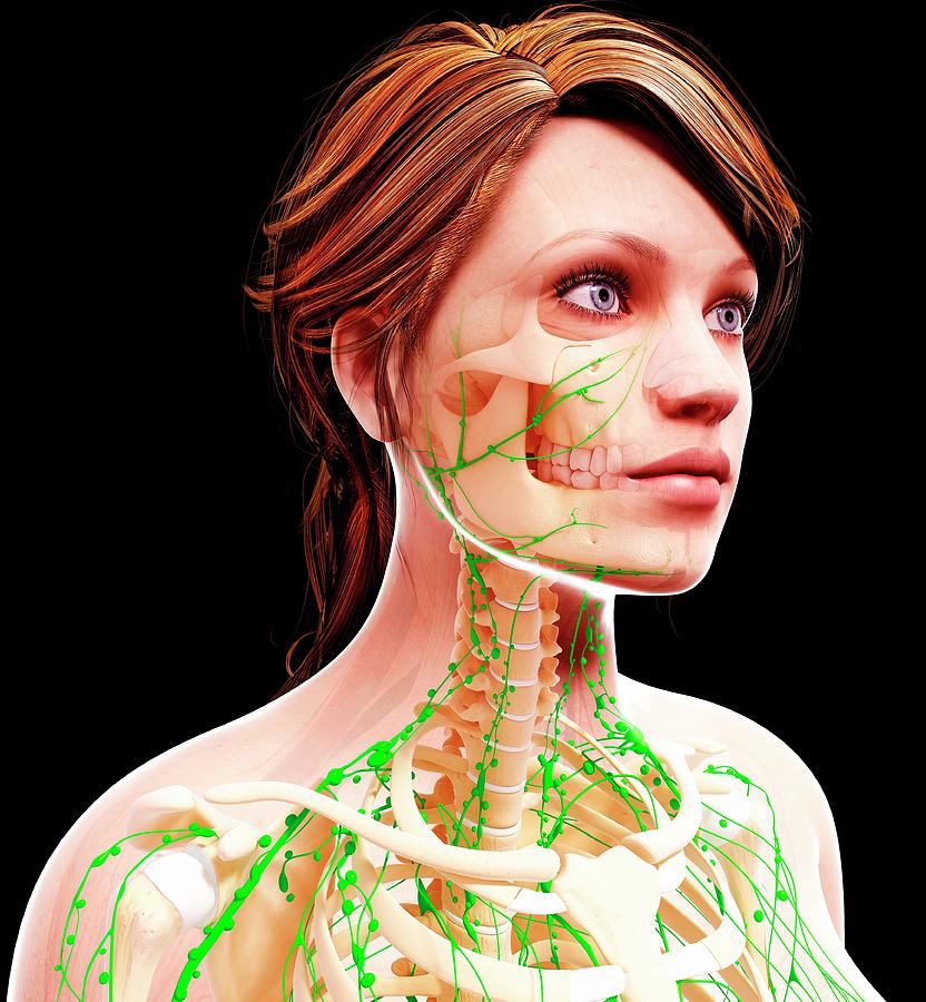 Female Lymphatic System Photograph By Pixologicstudio Science Photo