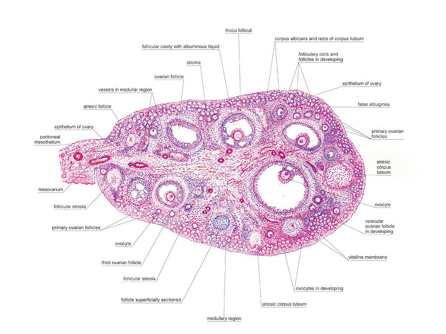 Female Genital System Photograph By Asklepios Medical Atlas Pixels