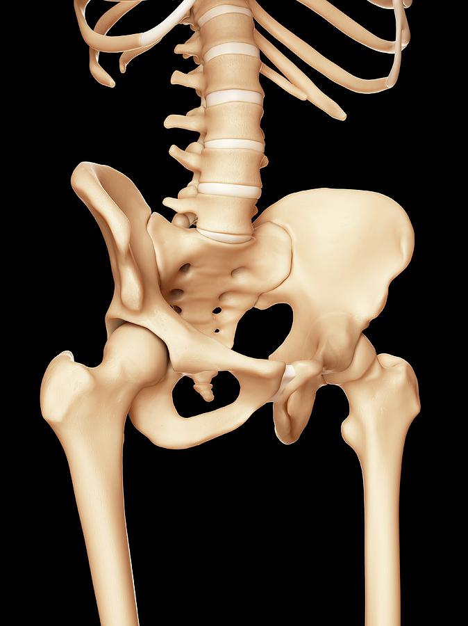 Human Pelvis Bones Photograph By Sciepro Pixels