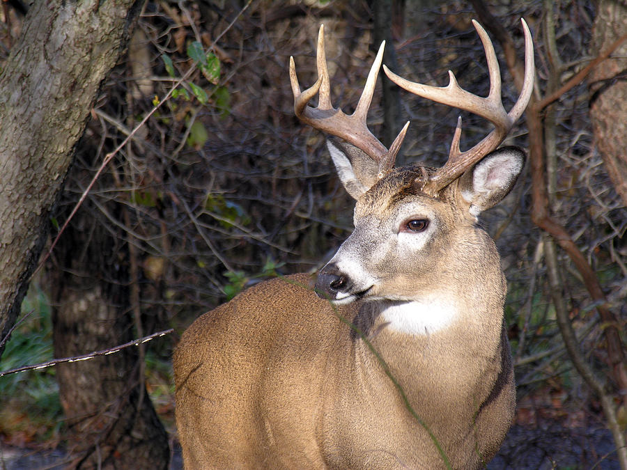 Whitetail Deer Buck Photograph By Bruce Macqueen