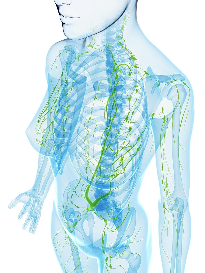 Female Anatomy 167 By Sciepro Science Photo Library