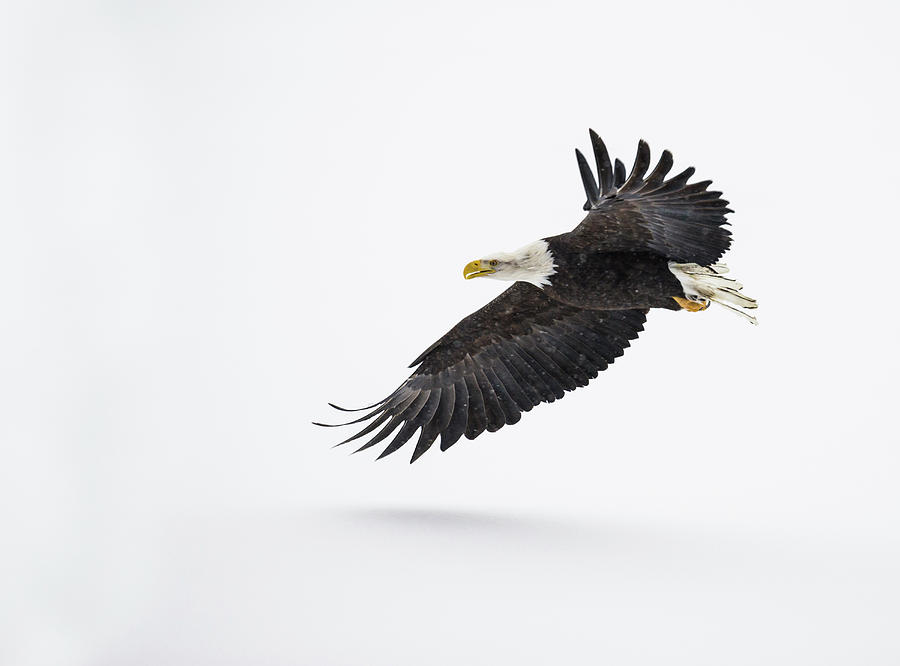 Bald Eagle Haliaeetus Leucocephalus Photograph By Josh Miller Pixels