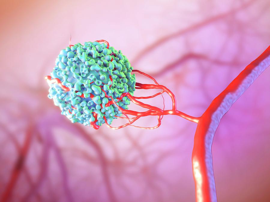 Blood Vessel Formation By Maurizio De Angelis Science Photo Library