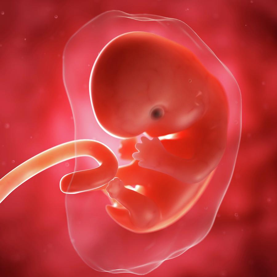 Эмбрион на 7 эмбриональной неделе