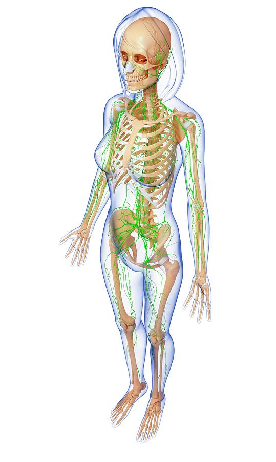 Female Lymphatic System Photograph By Pixologicstudio Science Photo Library