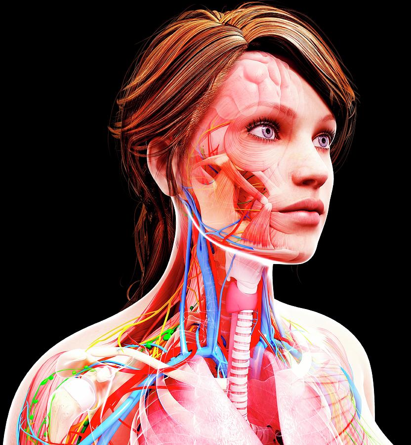 Female Anatomy Photograph By Pixologicstudio Science Photo Library Pixels