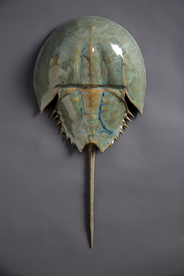 Horseshoe Crab by Mark Rea