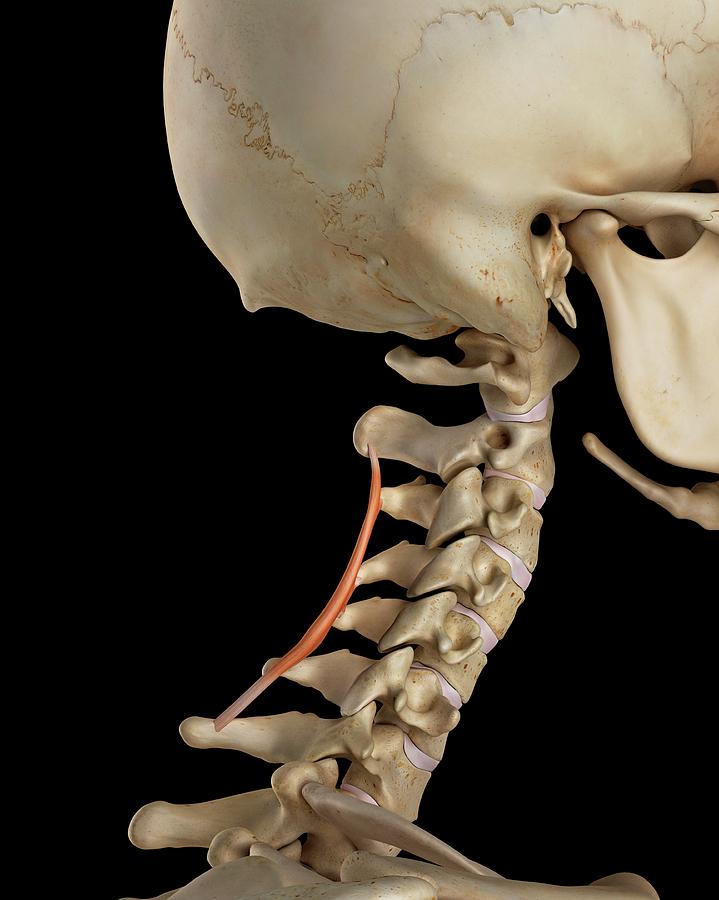 Human Neck Muscles Photograph By Sciepro Pixels