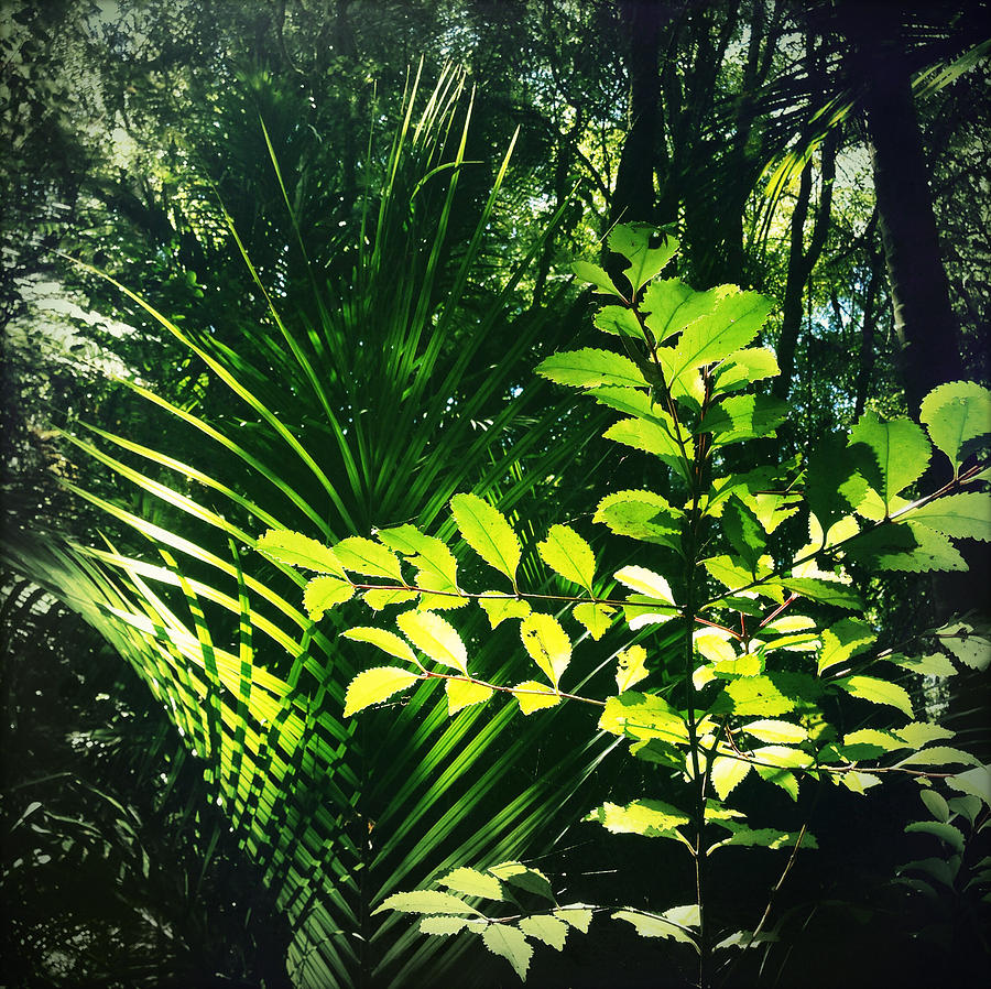 Jungle Leaves Photograph by Les Cunliffe