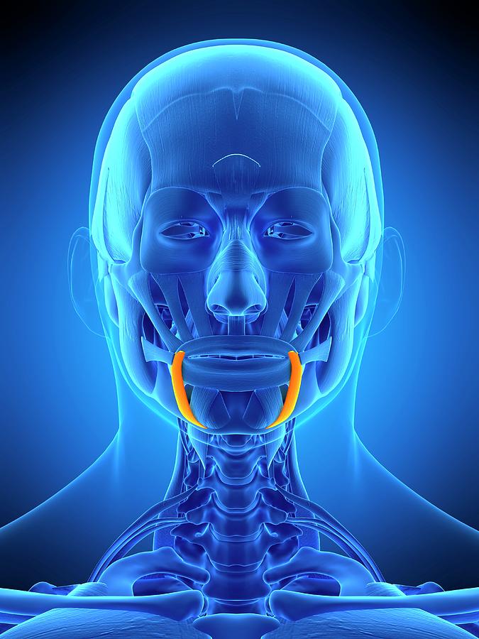 Facial Muscles Photograph By Sebastian Kaulitzki Science Photo Library Pixels