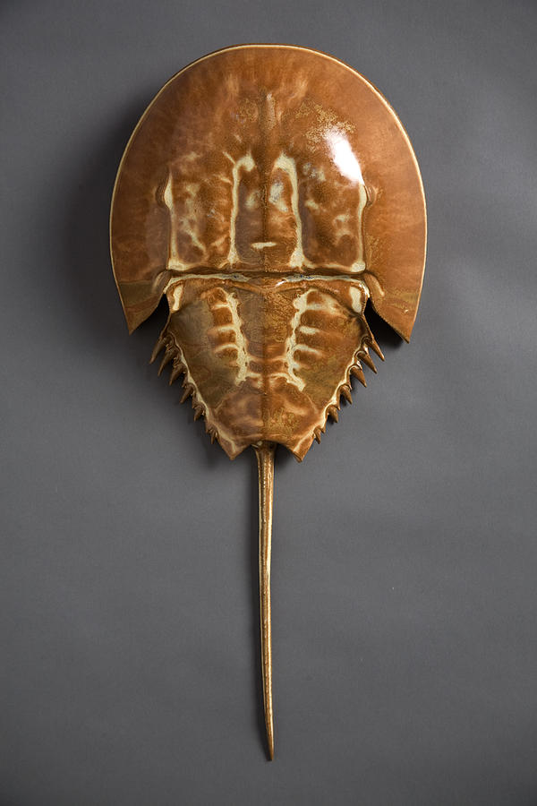 Horseshoe Crab Ceramic Art by Mark Rea