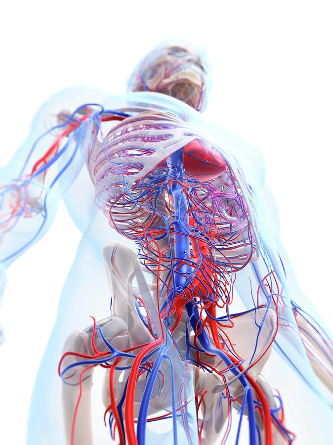 Male Vascular System Photograph By Sciepro Science Photo Library Fine