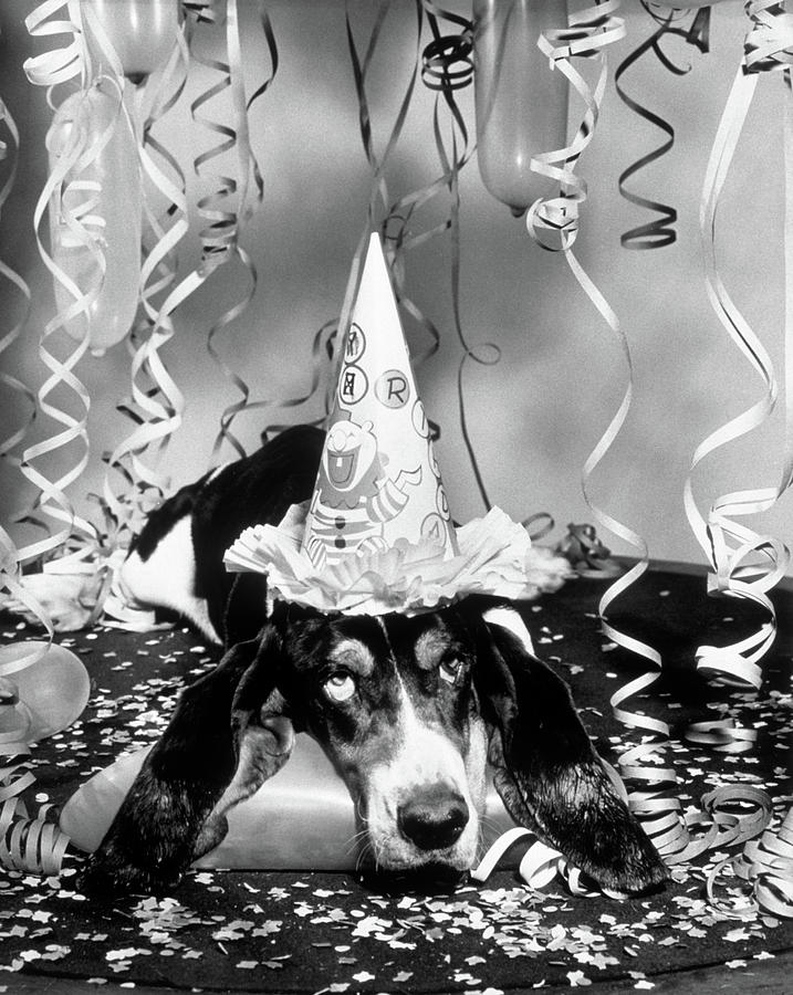 S Funny Basset Hound Wearing Party Photograph By Vintage Images