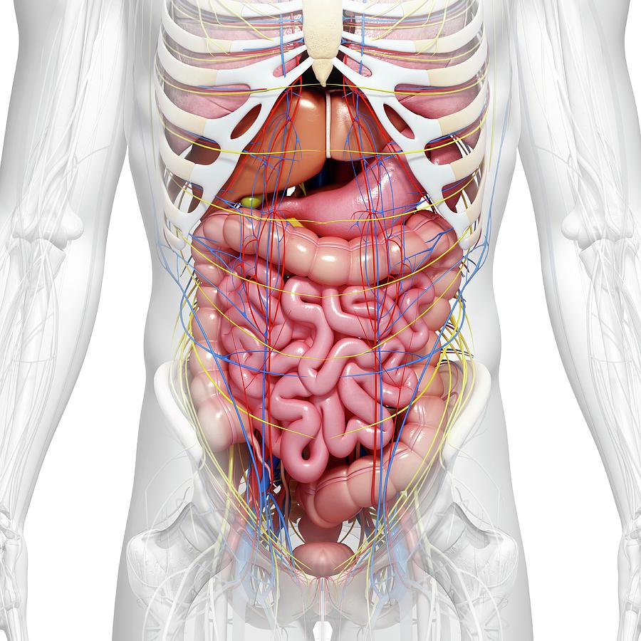 Анатомия человека внутренние органы брюшной полости женщины