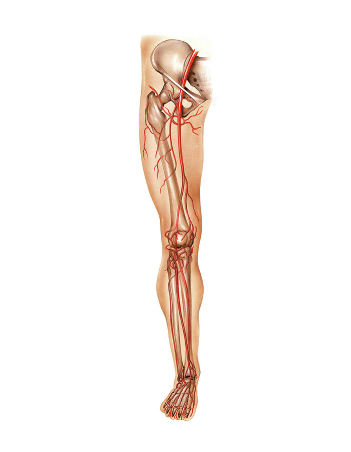 Arterial System Of The Leg Photograph By Asklepios Medical Atlas Fine