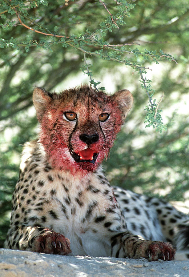 Cheetah 2 By Tony Camacho Science Photo Library