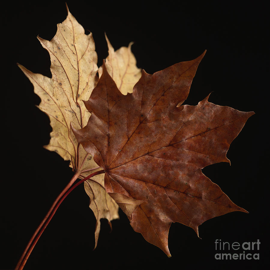 Chestnut Leaf Photograph By Bernard Jaubert Fine Art America