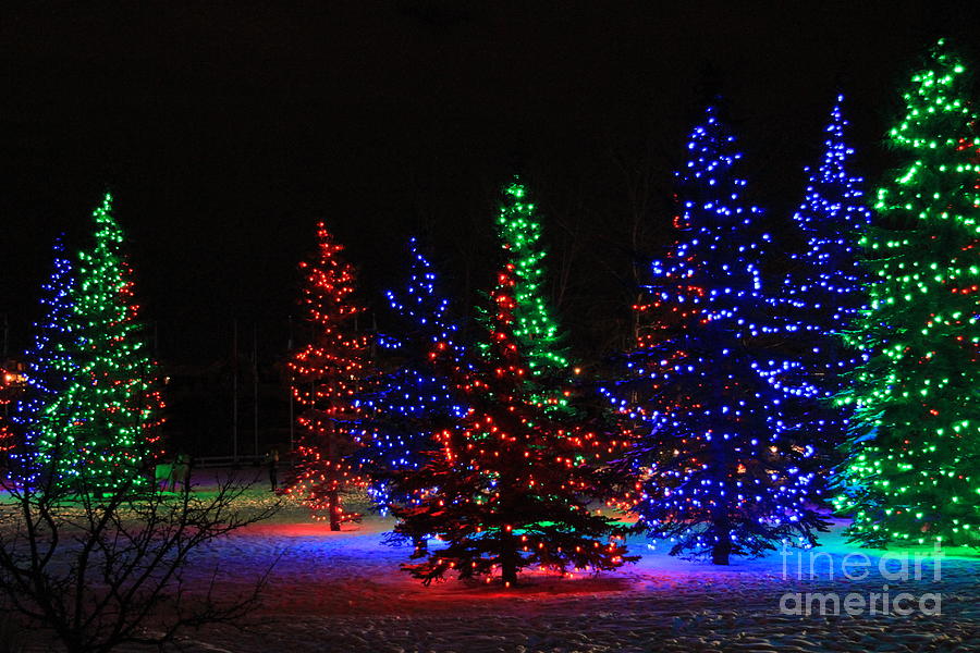 Christmas Tree Lights by Helen Bobis - Christmas Tree Lights ...