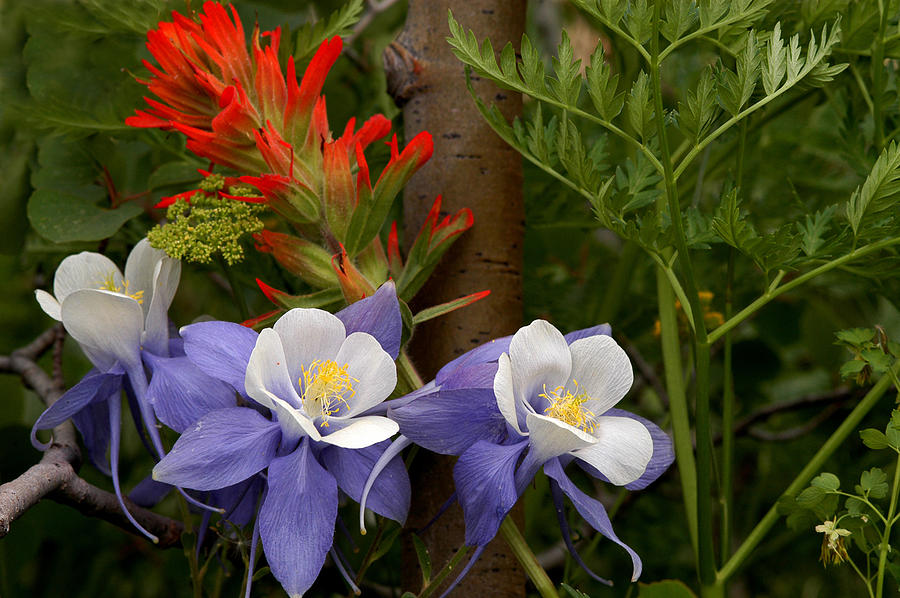 Аквилегия Botanical