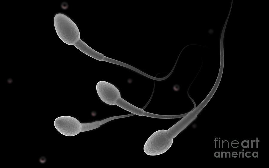 Sperm dies after