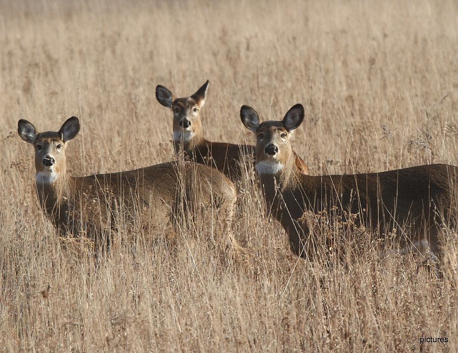 Deer In A Field Photograph By Edward Kocienski Fine Art America