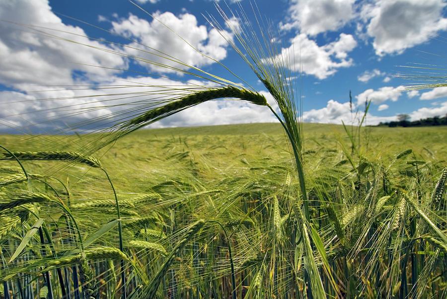 Field Of Barley Photograph By Simon Fraser Science Photo Library Fine