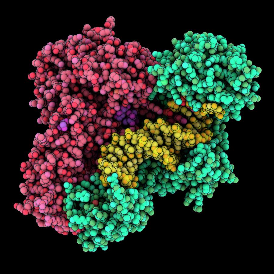 Hiv Reverse Transferase Complex Photograph By Laguna Design