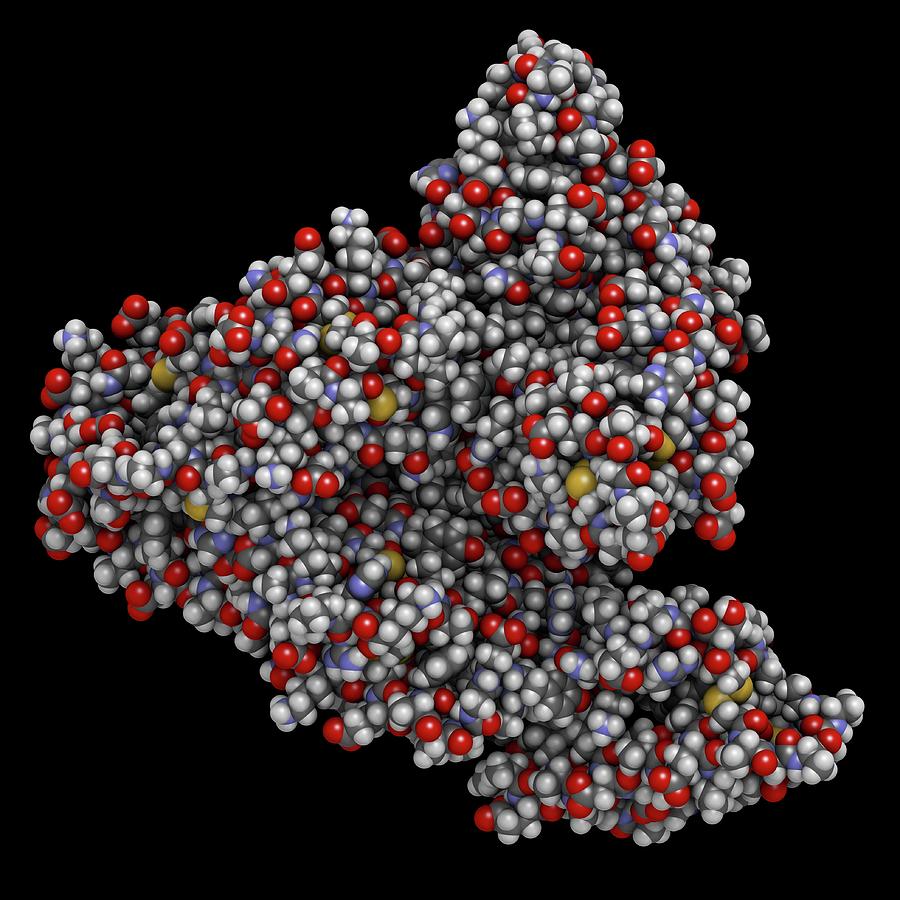 Human Serum Albumin Molecule Photograph By Molekuul Science Photo