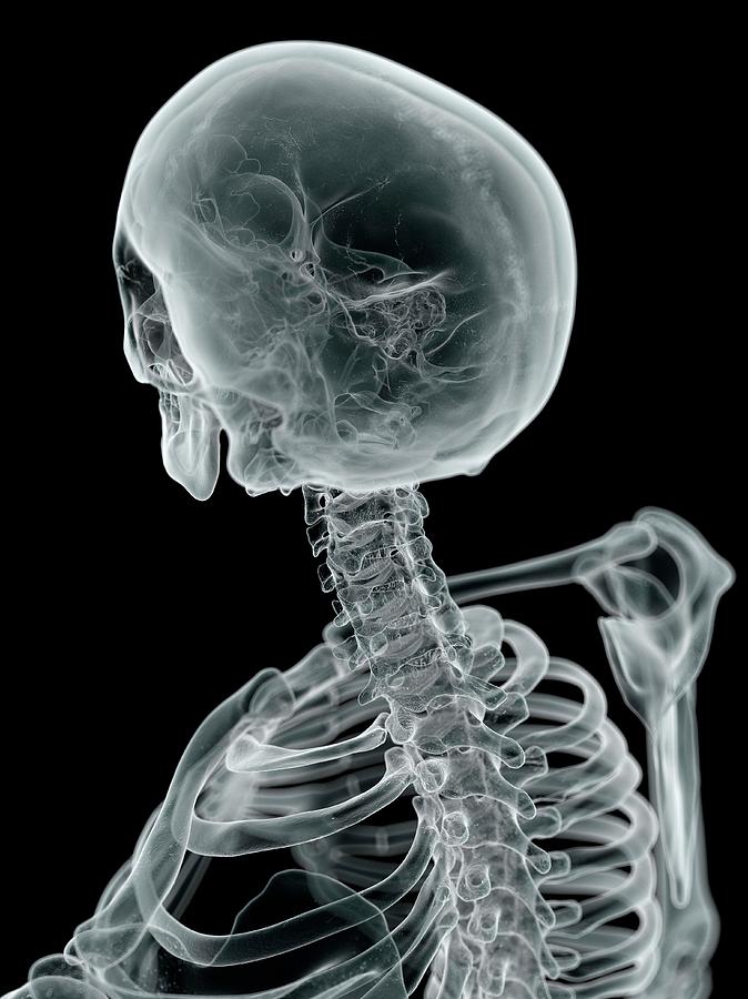 Human Skull And Neck Photograph By Sciepro Fine Art America